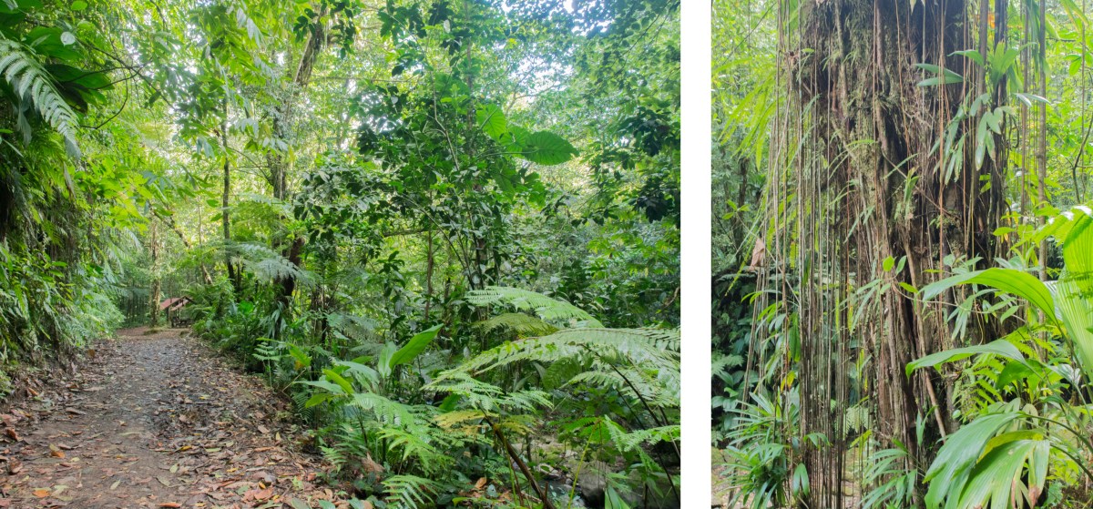 guadeloupe, bassin bleu, gourbeyre, basse terre