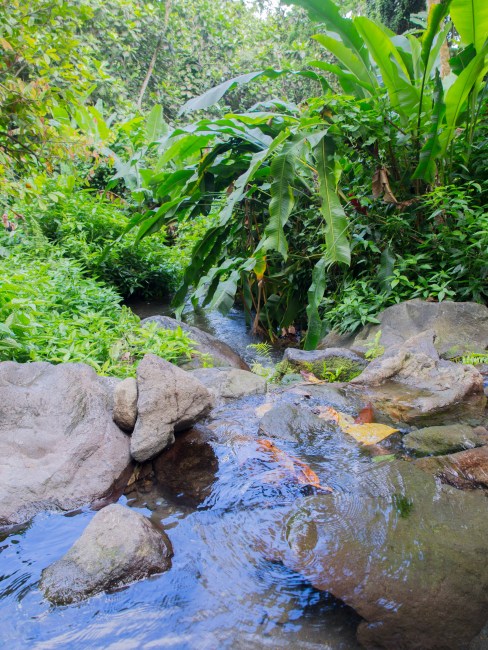 dolé, guadeloupe, bassins, basse terre