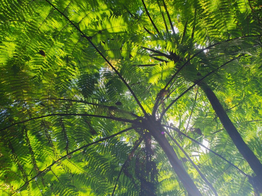 guadeloupe, bassin bleu, gourbeyre, basse terre