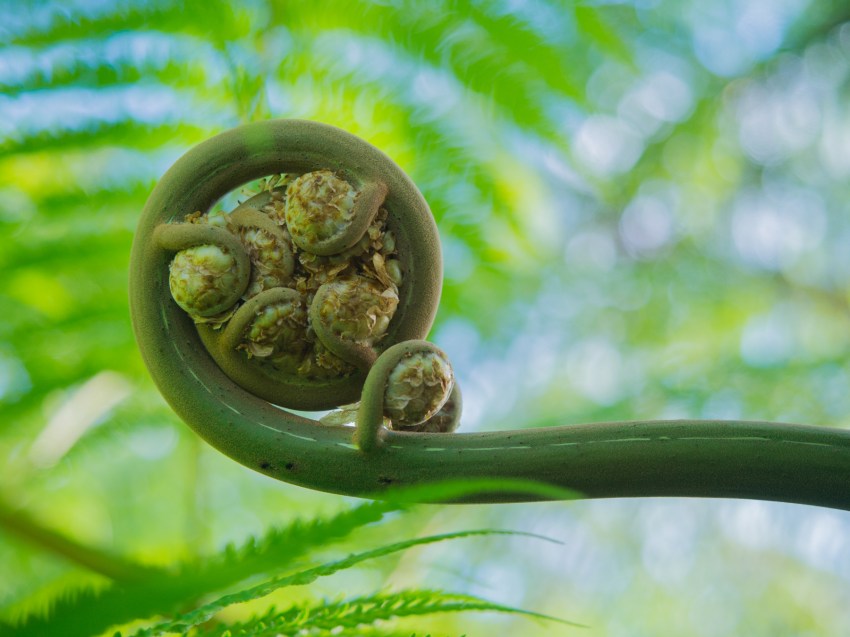 guadeloupe, bassin bleu, gourbeyre, basse terre