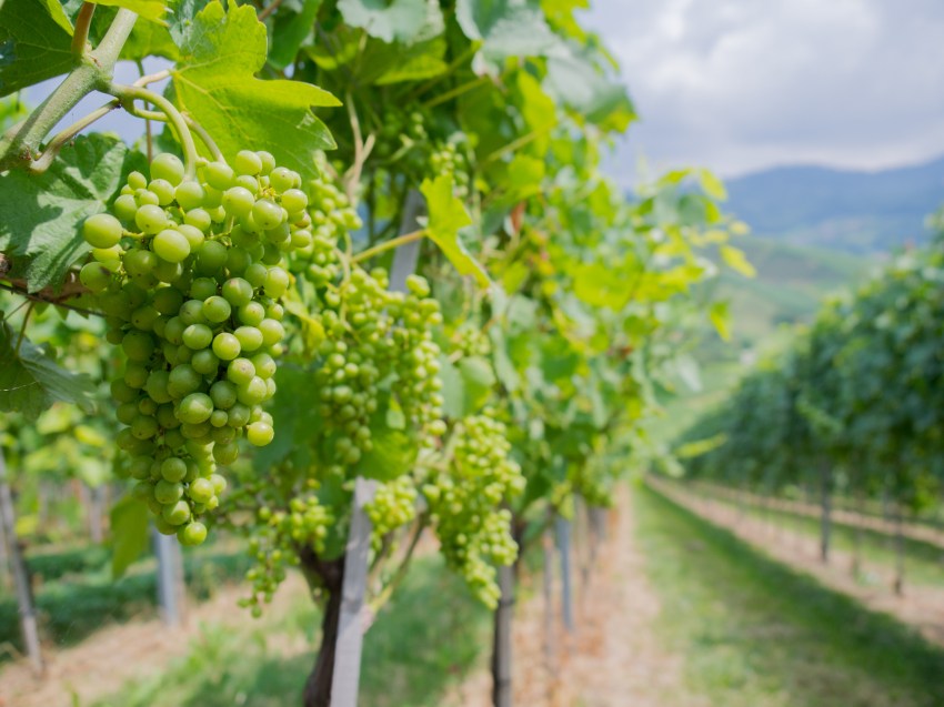 kappelrodeck, foret noire, schwarzwald, blackforest, vignes