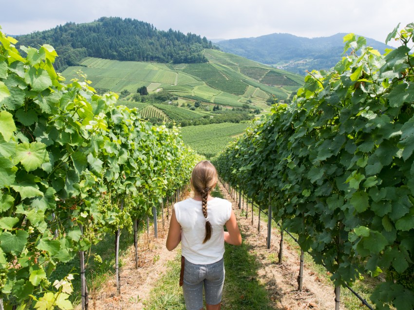 kappelrodeck, foret noire, schwarzwald, blackforest, vignes
