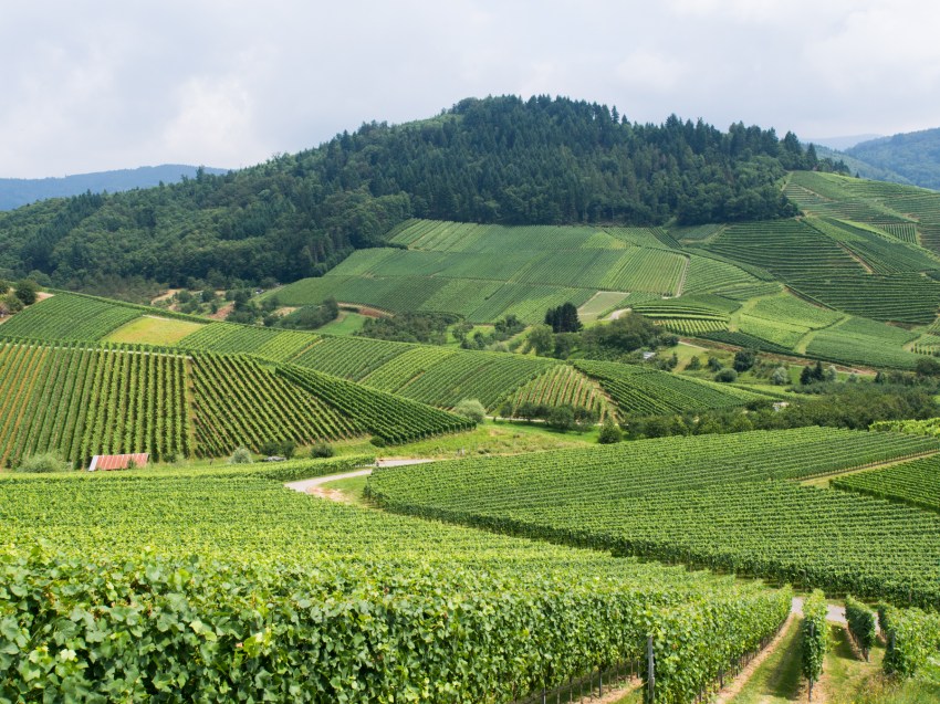 kappelrodeck, foret noire, schwarzwald, blackforest, vignes