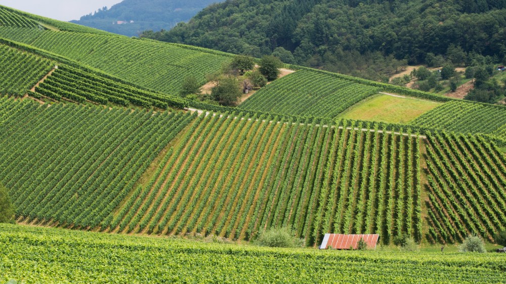 kappelrodeck, foret noire, schwarzwald, blackforest, vignes