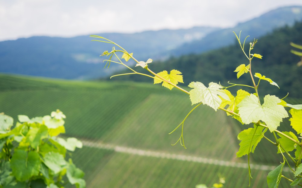 kappelrodeck, foret noire, schwarzwald, blackforest, vignes
