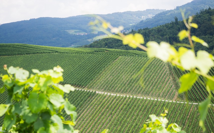 kappelrodeck, foret noire, schwarzwald, blackforest, vignes