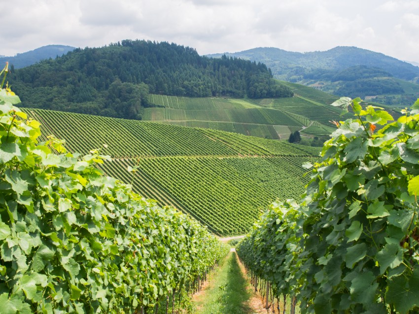 kappelrodeck, foret noire, schwarzwald, blackforest, vignes