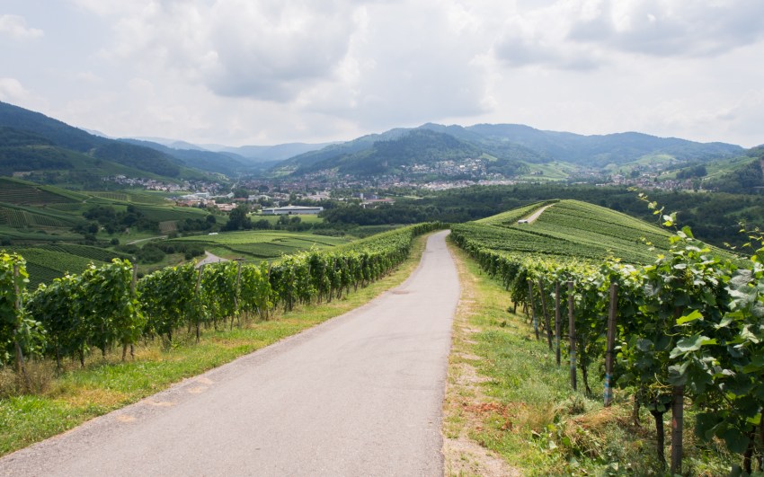 kappelrodeck, foret noire, schwarzwald, blackforest, vignes