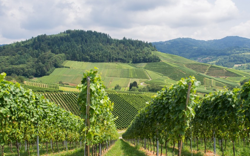kappelrodeck, foret noire, schwarzwald, blackforest, vignes