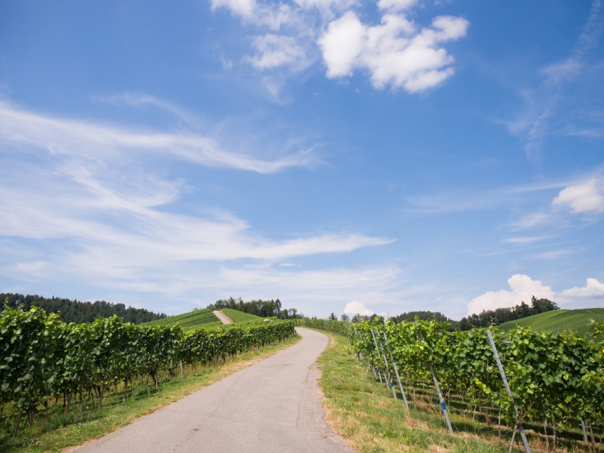 kappelrodeck, foret noire, schwarzwald, blackforest, vignes