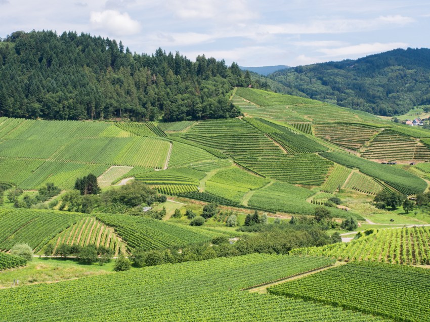 kappelrodeck, foret noire, schwarzwald, blackforest, vignes