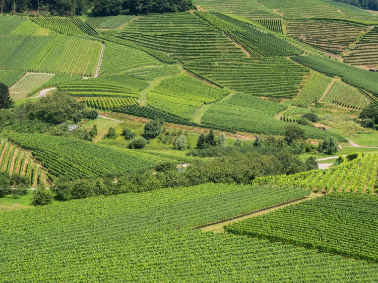 kappelrodeck, foret noire, schwarzwald, blackforest, vignes