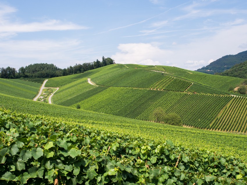kappelrodeck, foret noire, schwarzwald, blackforest, vignes