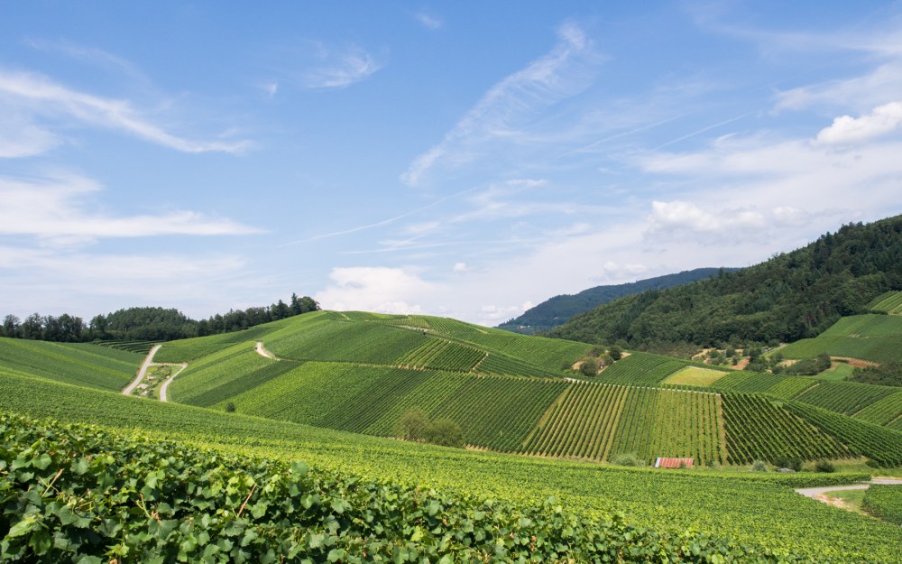 kappelrodeck, foret noire, schwarzwald, blackforest, vignes