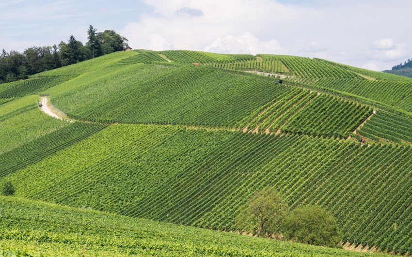 kappelrodeck, foret noire, schwarzwald, blackforest, vignes