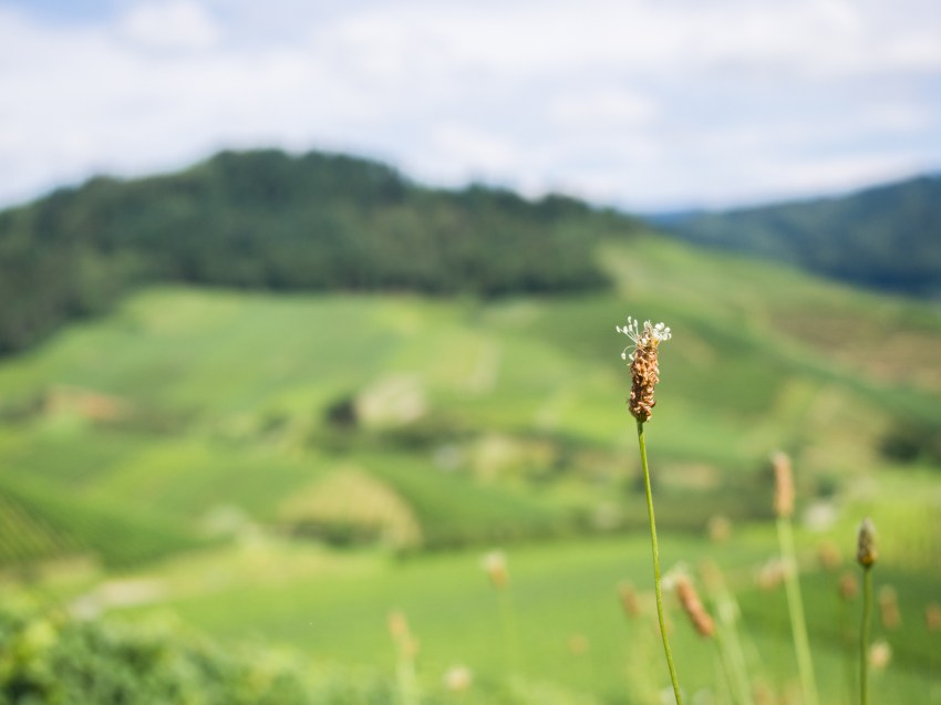 kappelrodeck, foret noire, schwarzwald, blackforest, vignes