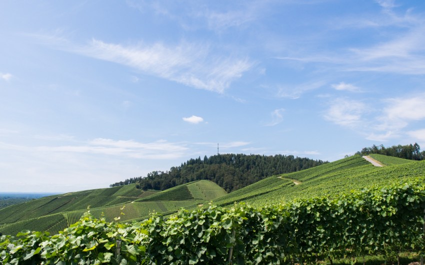 kappelrodeck, foret noire, schwarzwald, blackforest, vignes