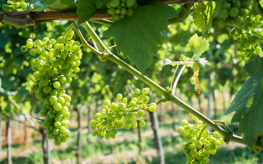 kappelrodeck, foret noire, schwarzwald, blackforest, vignes