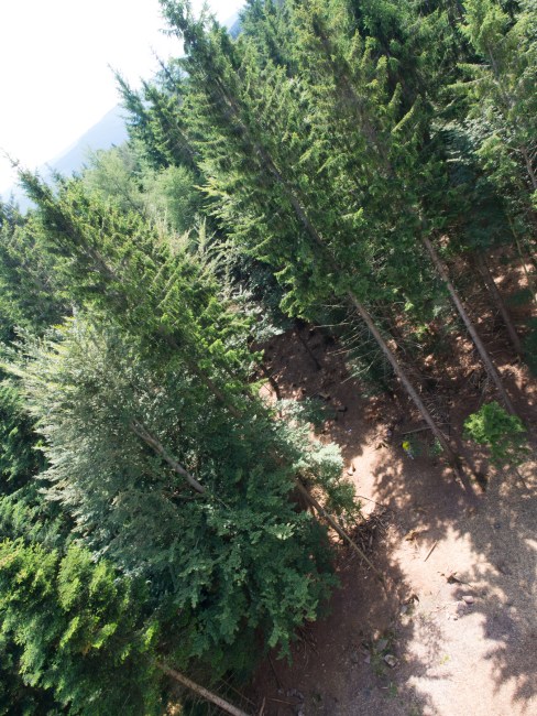 bad wildbad, canopée, baumwipfelpfad, Schwarzwald, foret noire, sommerbergbahn