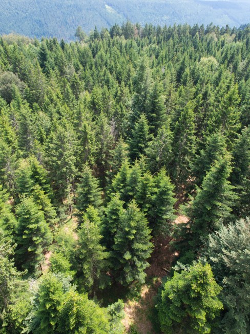 bad wildbad, canopée, baumwipfelpfad, Schwarzwald, foret noire, sommerbergbahn