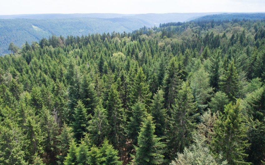 bad wildbad, canopée, baumwipfelpfad, Schwarzwald, foret noire, sommerbergbahn