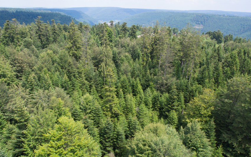 bad wildbad, canopée, baumwipfelpfad, Schwarzwald, foret noire, sommerbergbahn