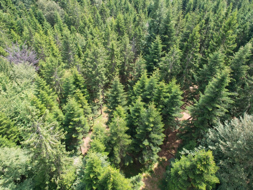 bad wildbad, canopée, baumwipfelpfad, Schwarzwald, foret noire, sommerbergbahn