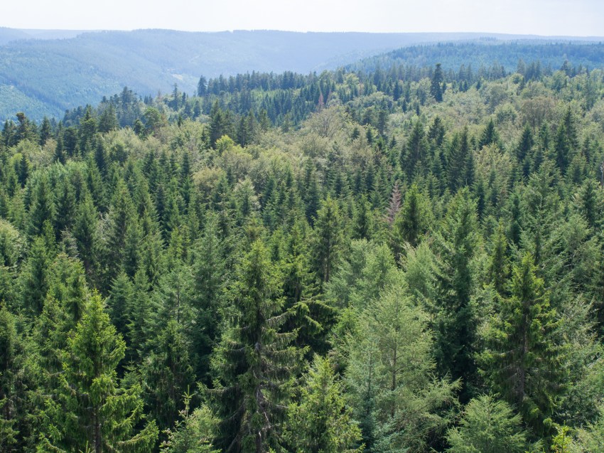forêt noire, blackforest, scharzwald