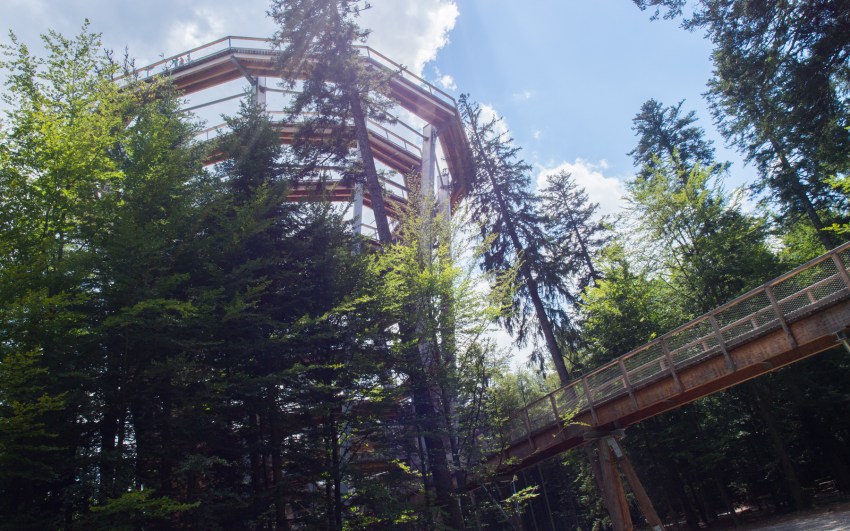 bad wildbad, canopée, baumwipfelpfad, Schwarzwald, foret noire, sommerbergbahn