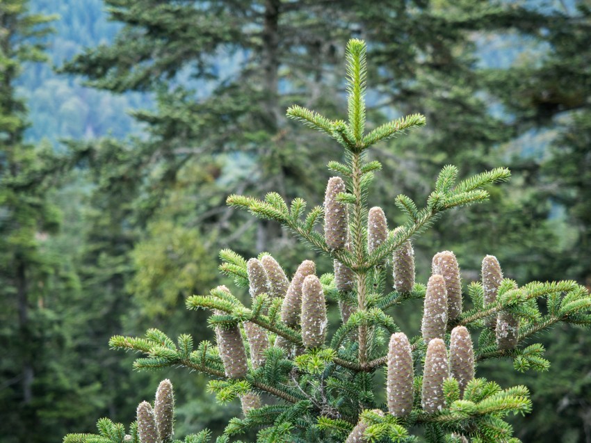 bad wildbad, canopée, baumwipfelpfad, Schwarzwald, foret noire, sommerbergbahn