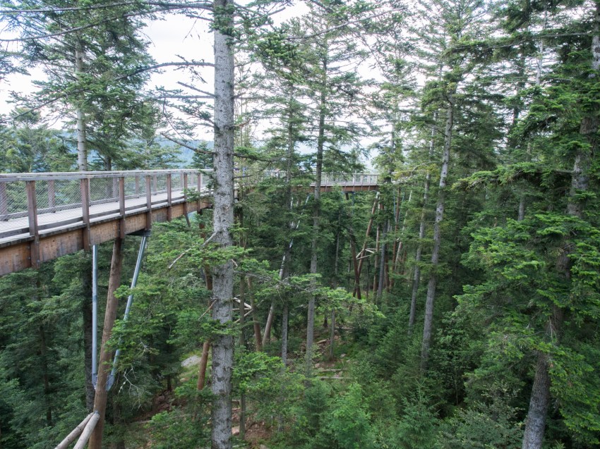 bad wildbad, canopée, baumwipfelpfad, Schwarzwald, foret noire, sommerbergbahn