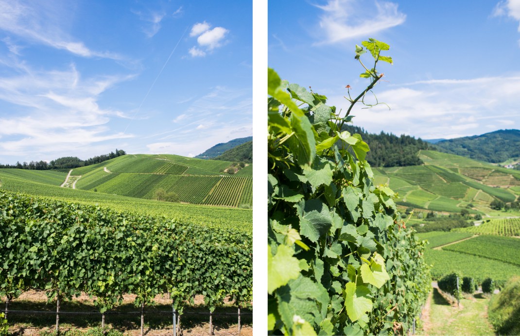 kappelrodeck, foret noire, schwarzwald, blackforest, vignes
