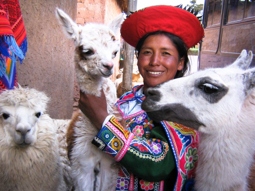 pérou, lama, portrait