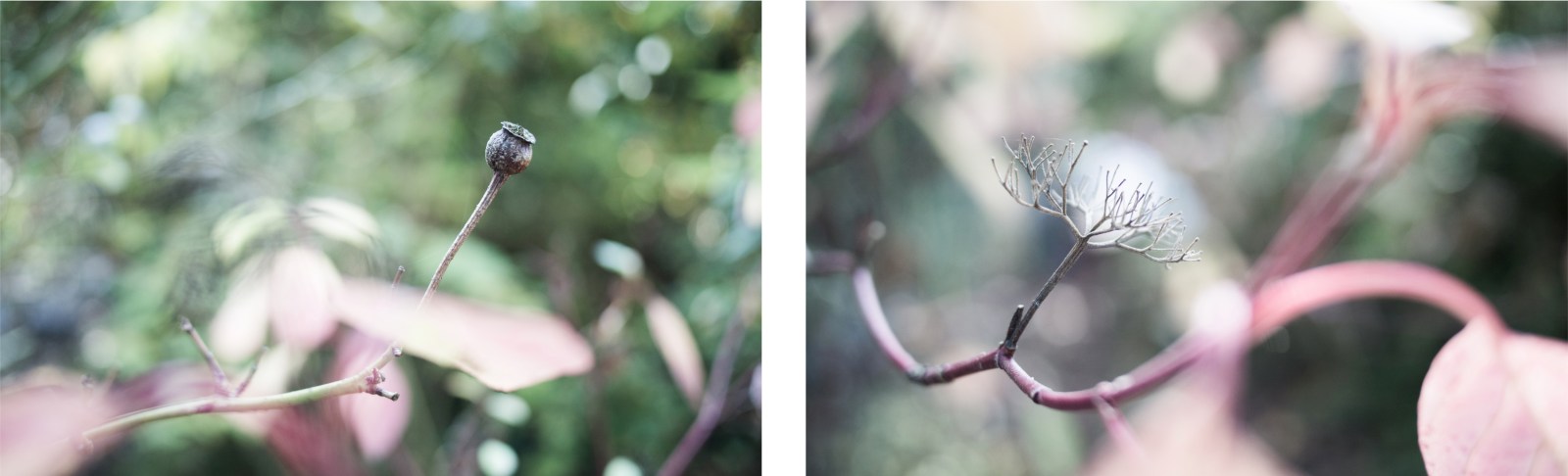 automne, alsace, feuilles