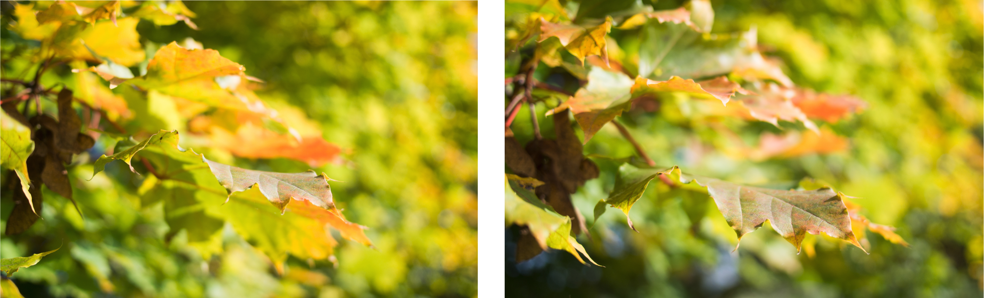 automne, alsace, feuilles