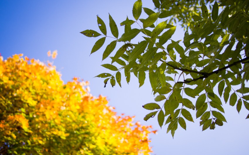 automne, alsace, feuilles