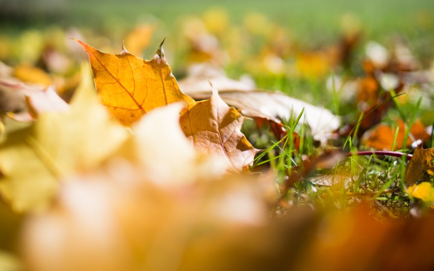 automne, alsace, feuilles