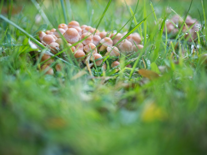 automne, alsace, feuilles