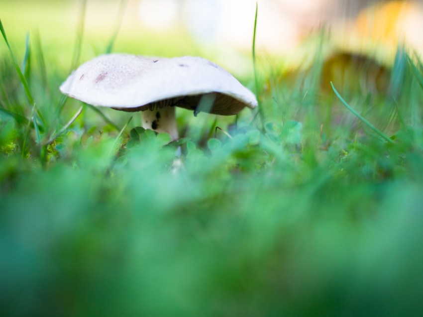 automne, alsace, feuilles