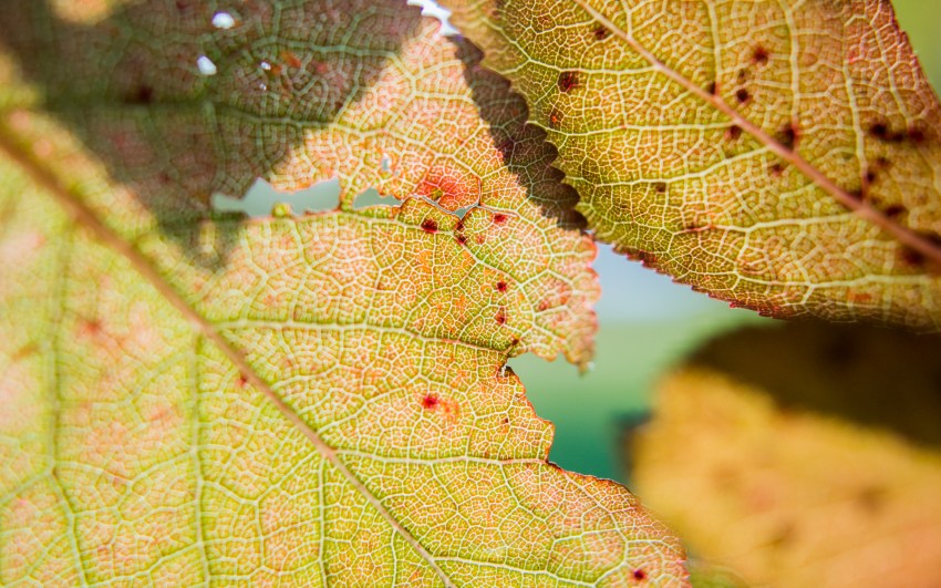 automne, alsace, feuilles