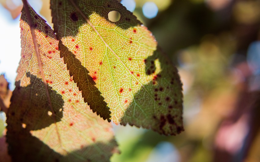 automne, alsace, feuilles