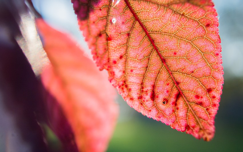 automne, alsace, feuilles