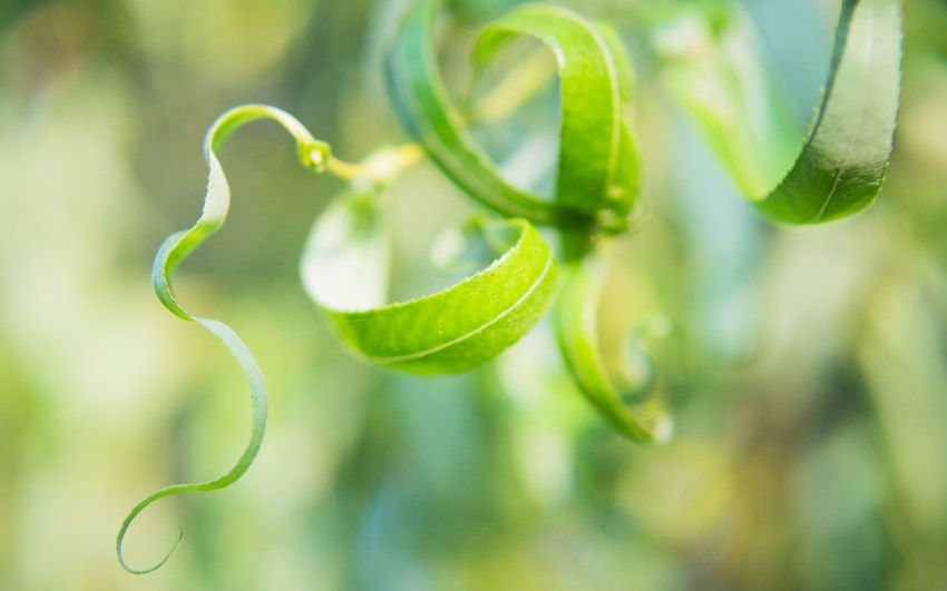 automne, alsace, feuilles