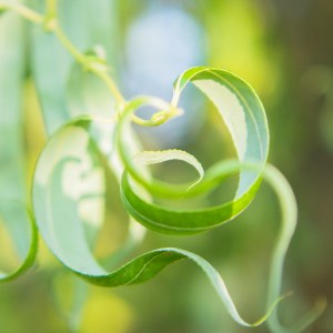 automne, alsace, feuilles