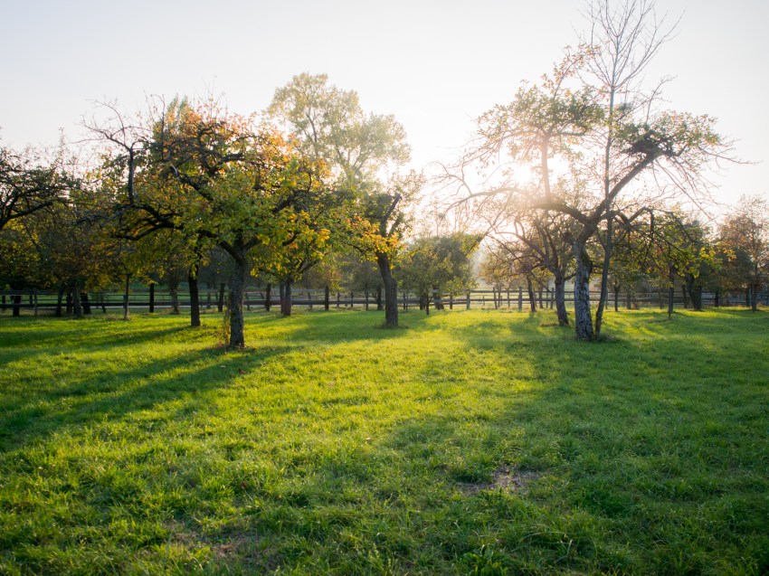 automne, alsace, feuilles
