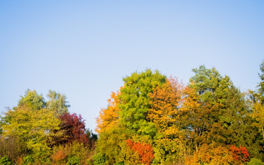 automne, alsace, feuilles