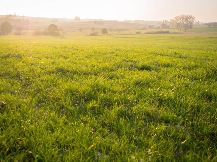 automne, alsace, feuilles