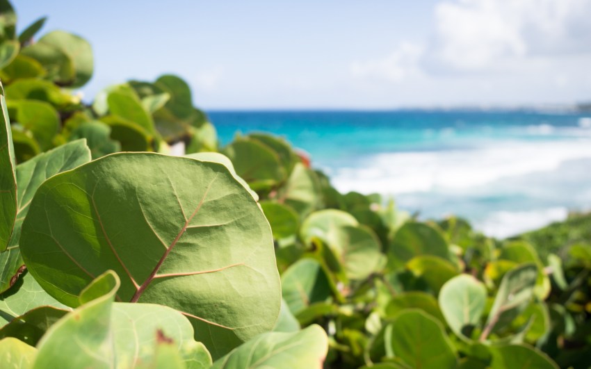 le moule, guadeloupe