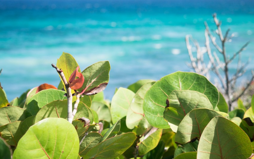 le moule, guadeloupe