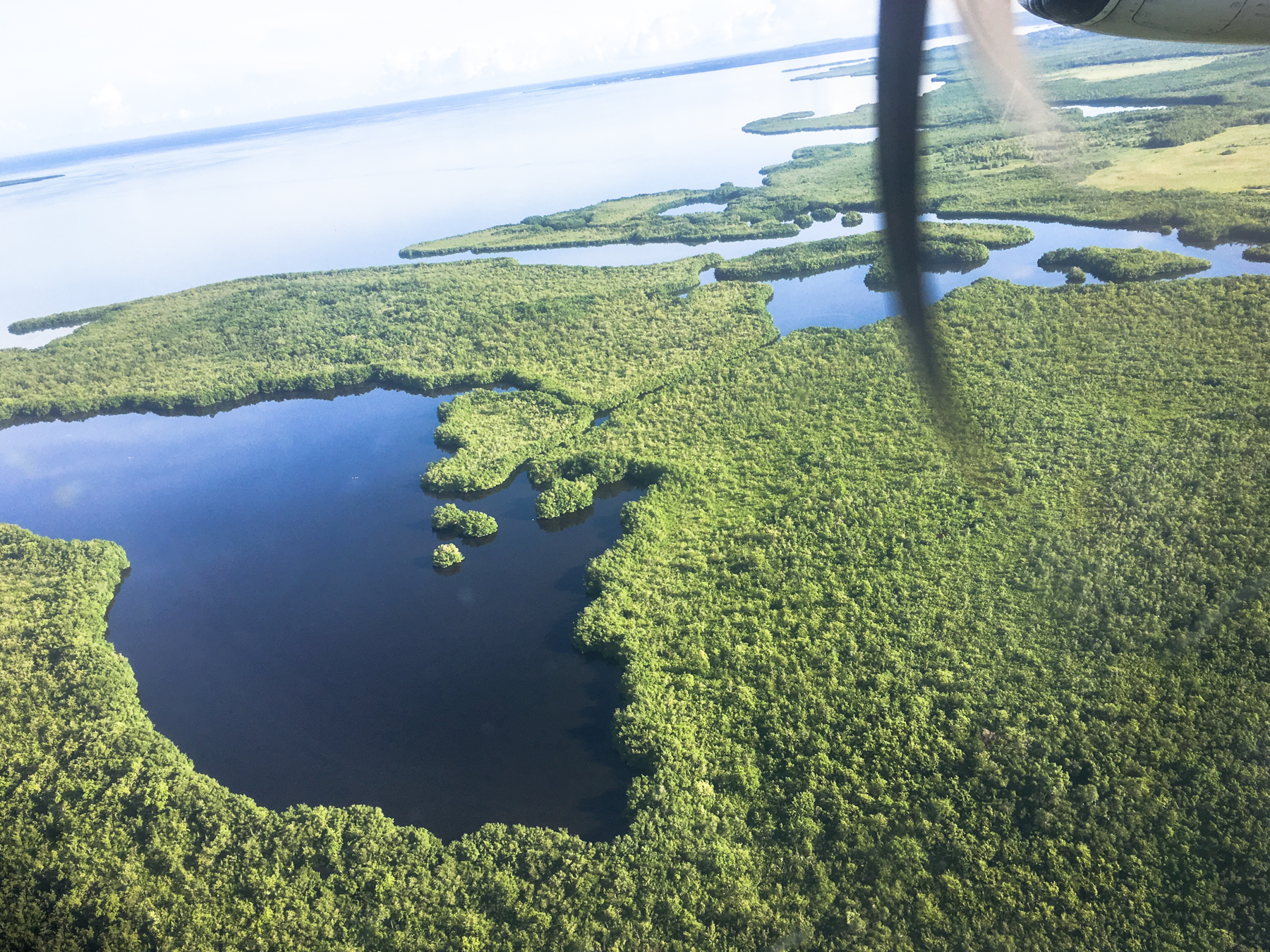 guadeloupe, mangrove, basse terre